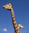 giraffe