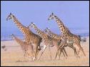 giraffe herd