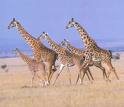 Giraffe Herd