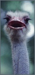 ostrich